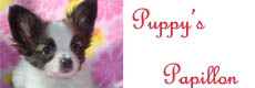puppy,s papollon